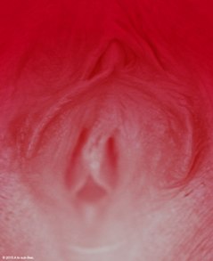 Close uo of female genitals that look like rose petals