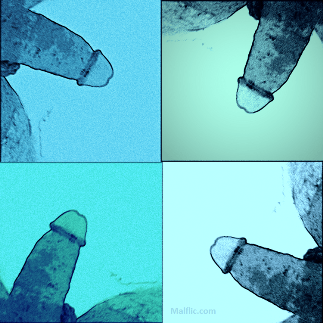 warhol style image of 4 penis